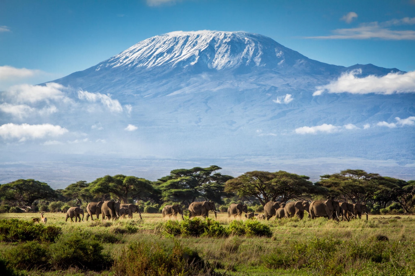 Kilimanjaro animals elephants