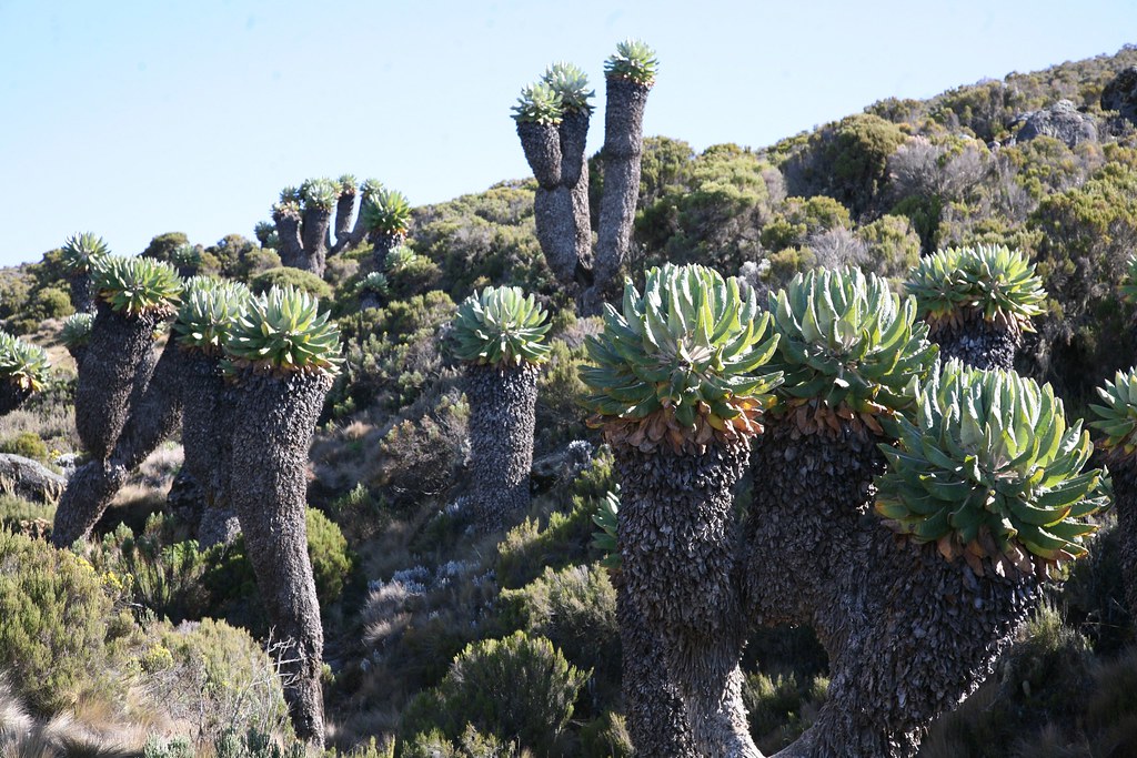 Giant lobelia plants