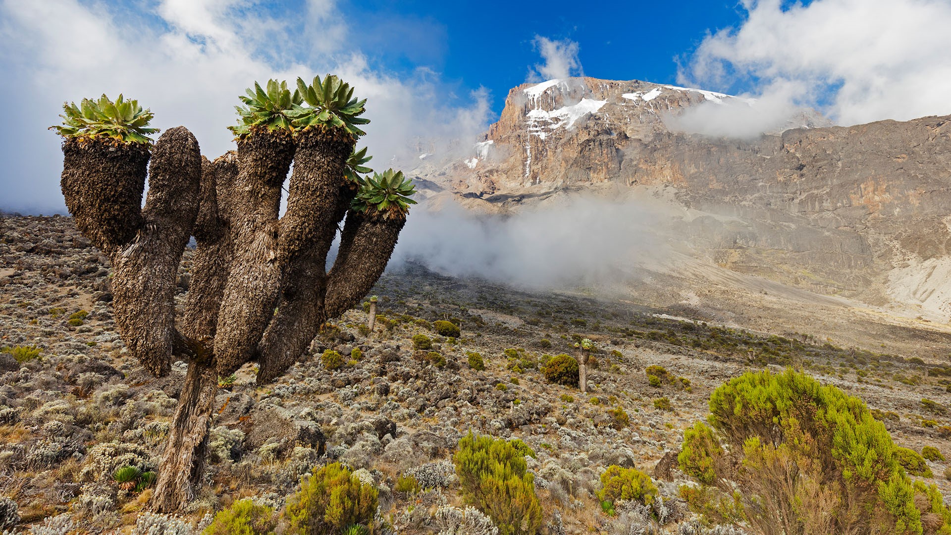 Kilimanjaro vegetation lobelias