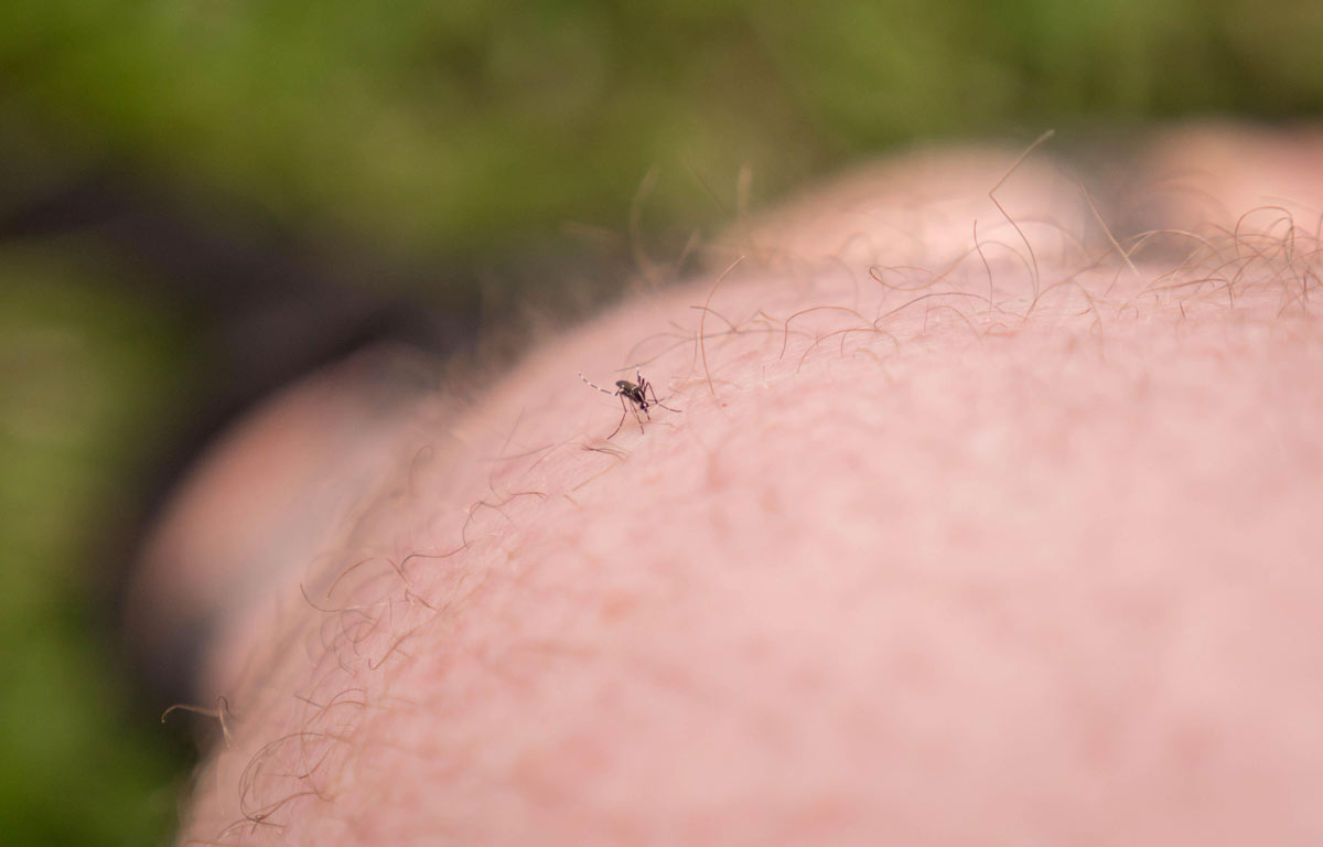 malaria mount Kilimanjaro mosquito bite