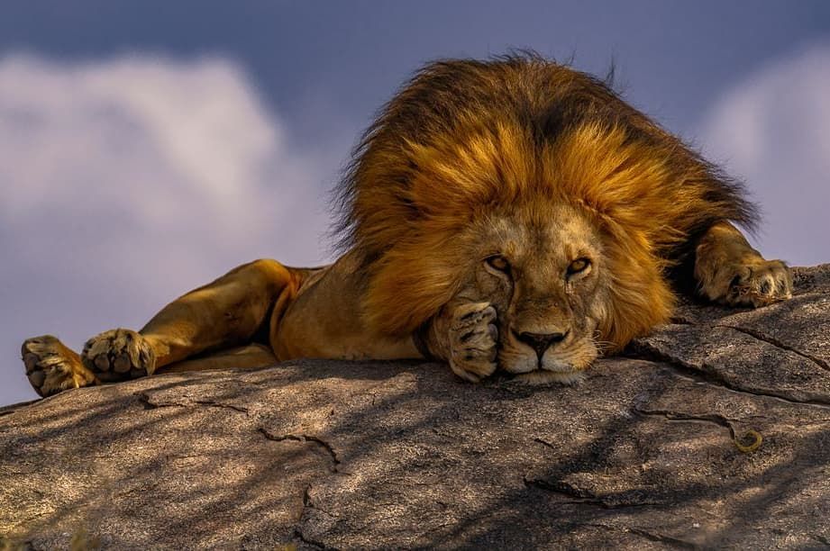 Serengeti national park lion