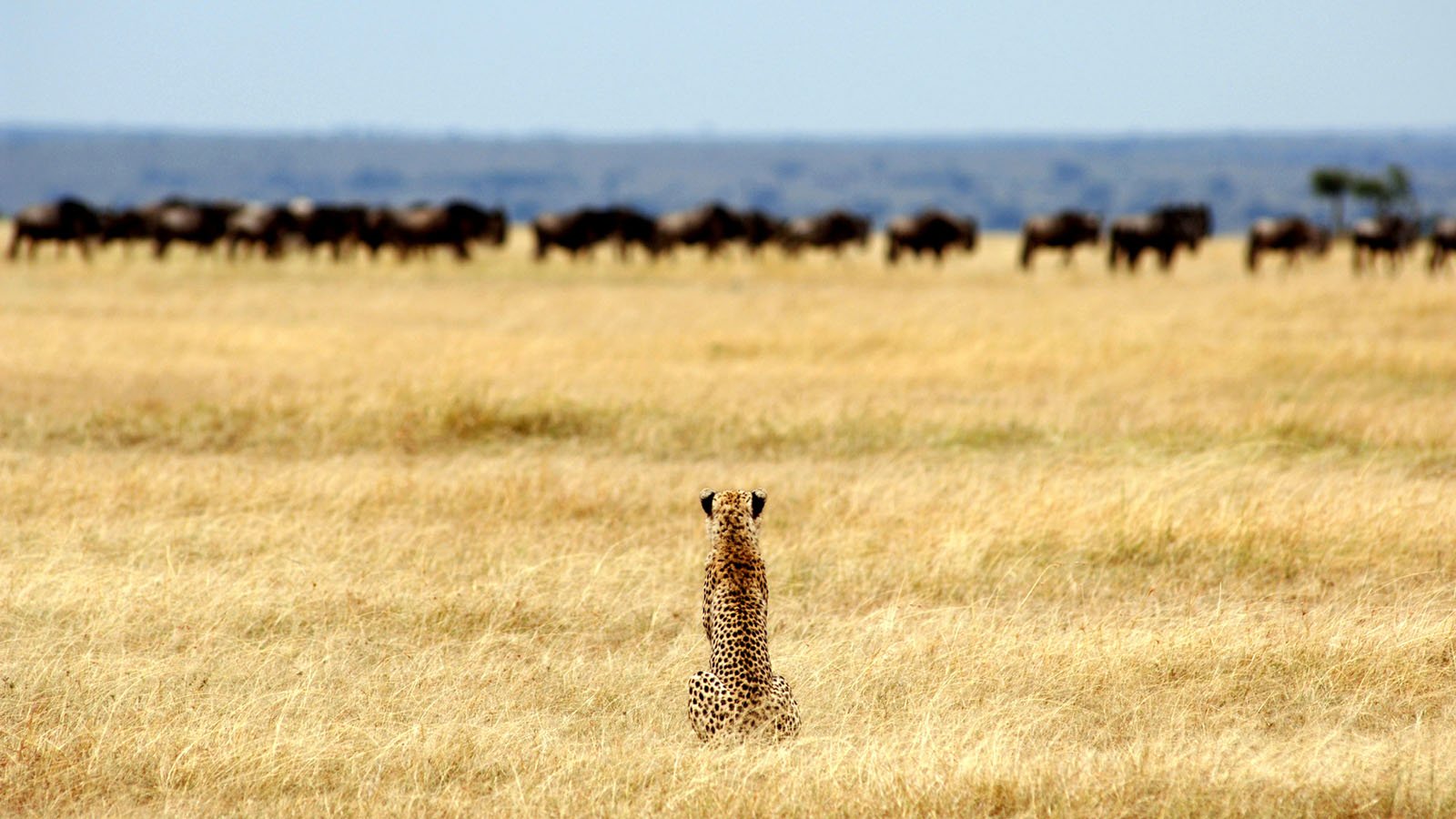 Tanzania national parks